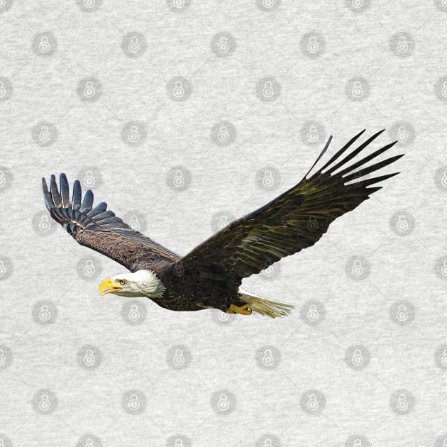 Bald Eagle in flight by dalyndigaital2@gmail.com